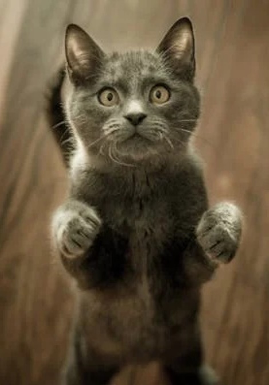 Cat begging for help