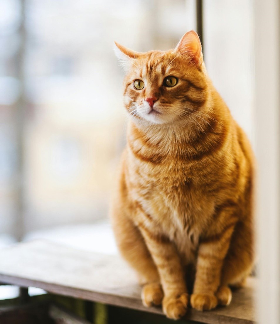 Featured Kitty: Oliver